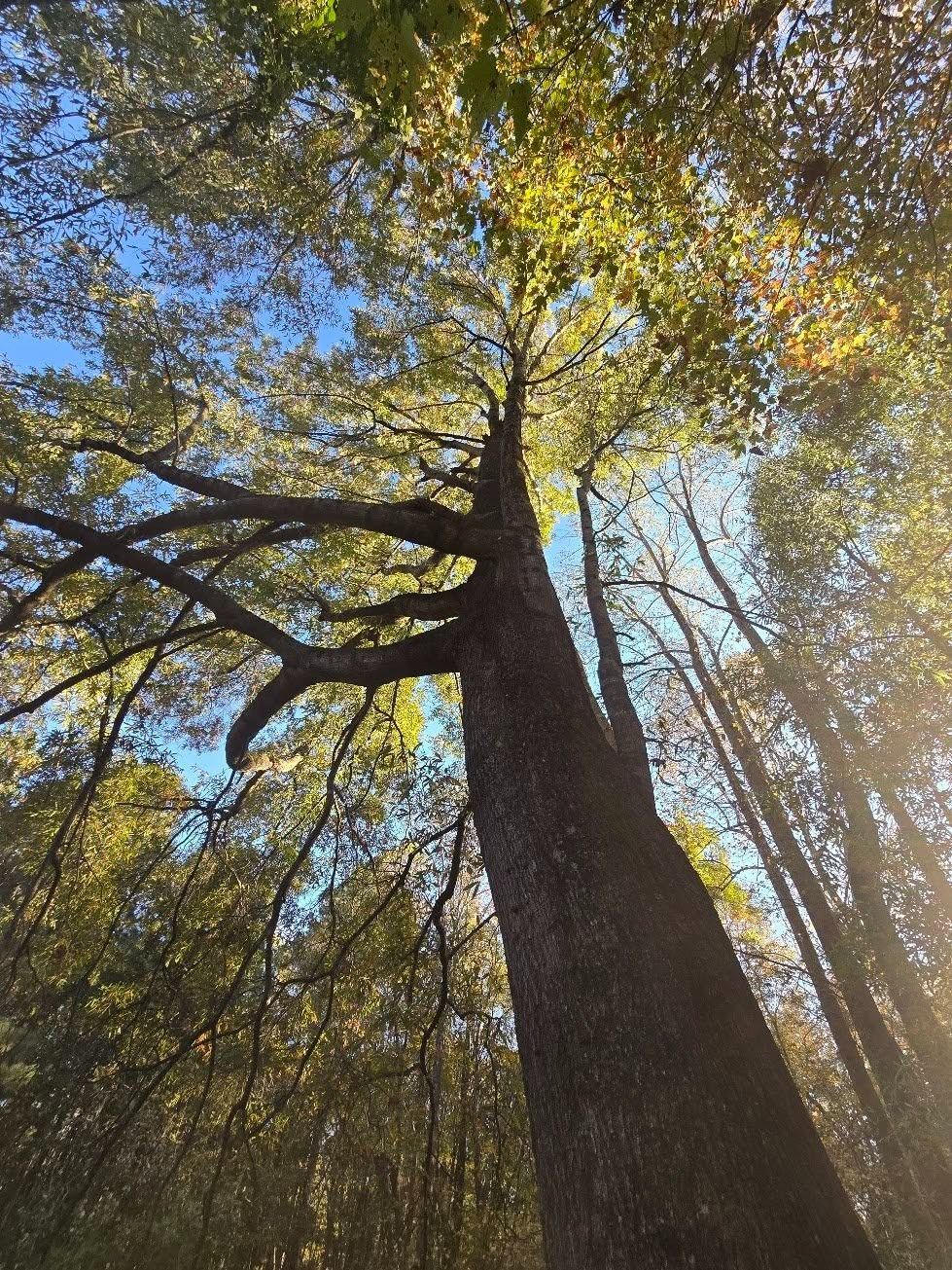 Tall tree viewed from below, its yellow-green leaves glowing against a bright blue sky in a forest