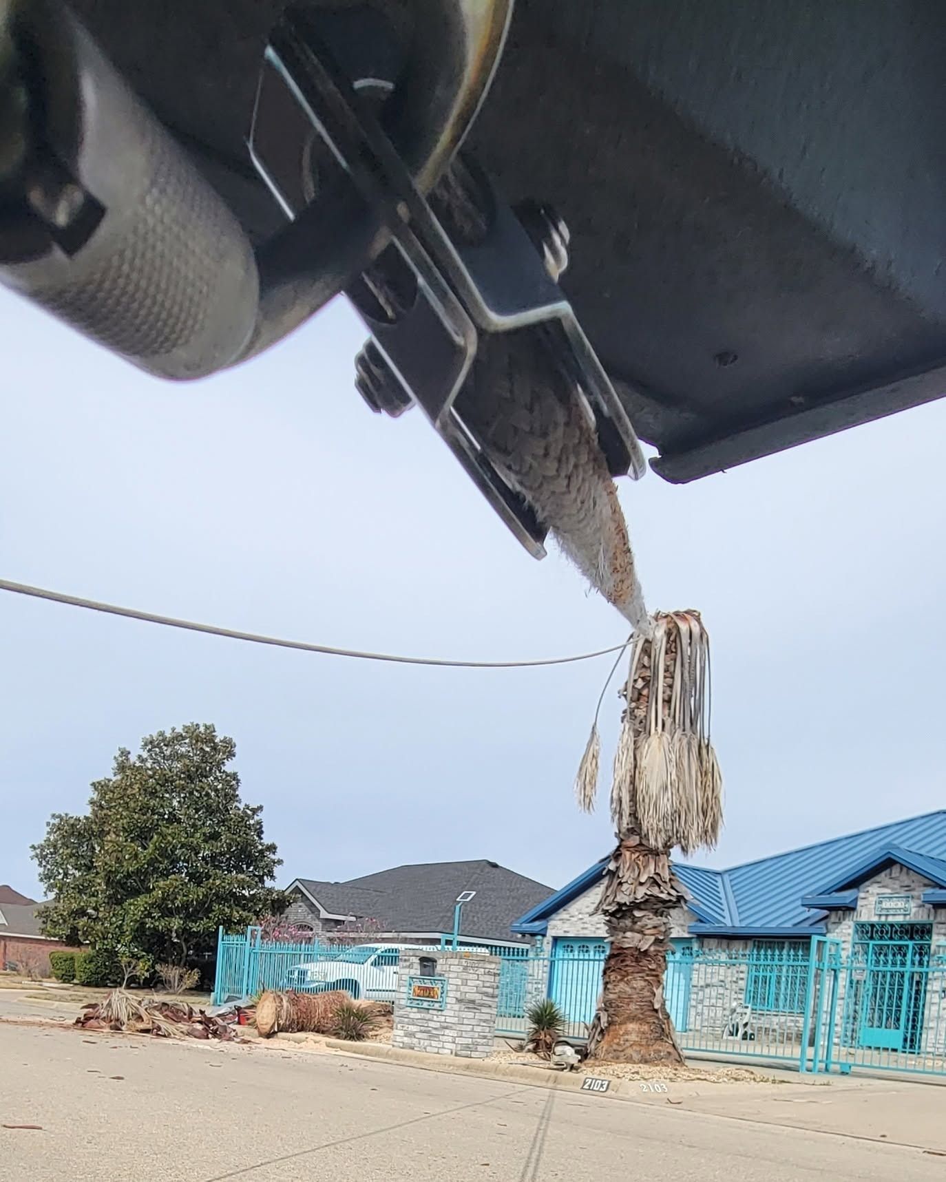 Upward view of a fallen palm tree trunk beside a blue-walled street and a vehicle roof.