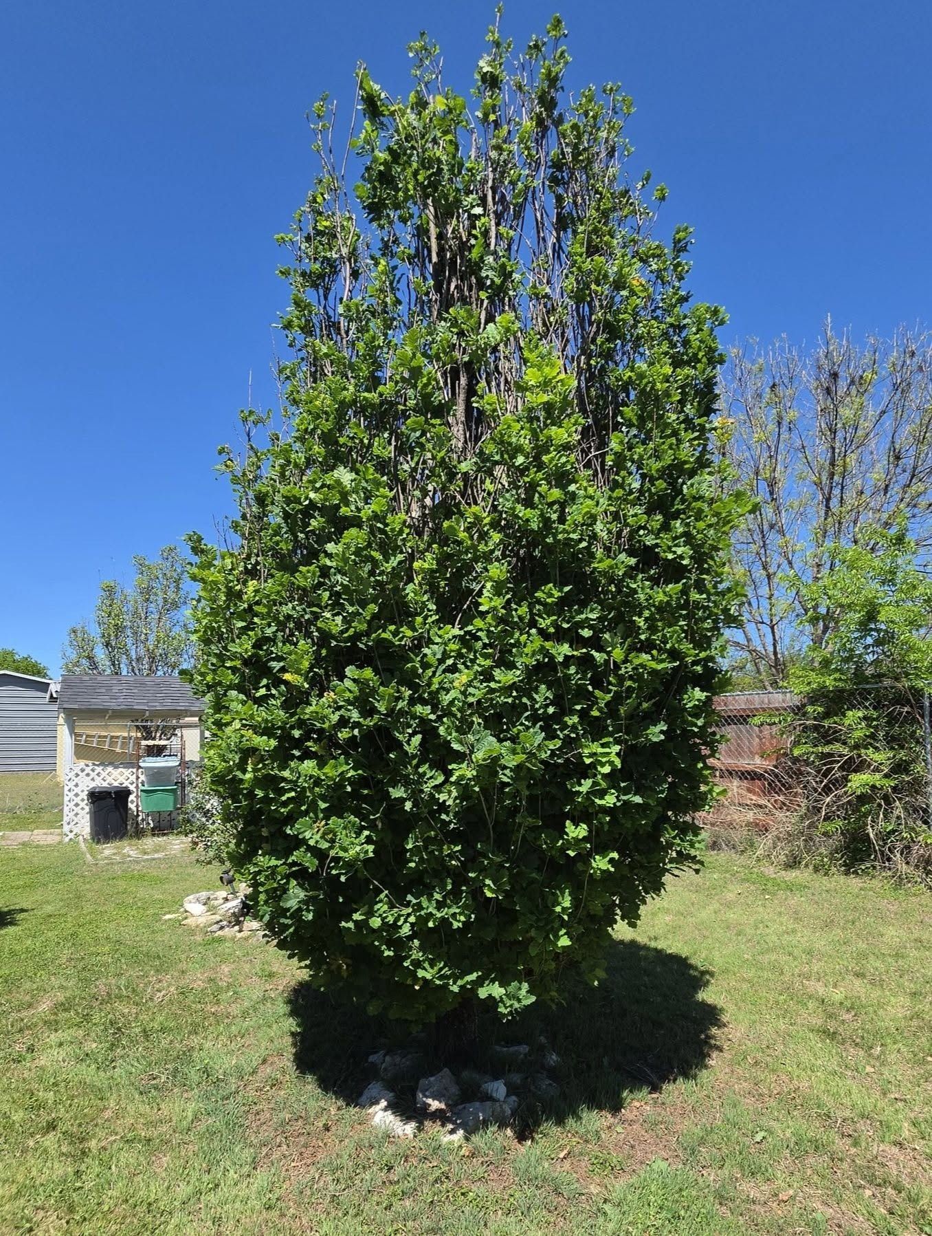 Tall leafy green shrub in a sunny yard with a clear blue sky and a shed in the background