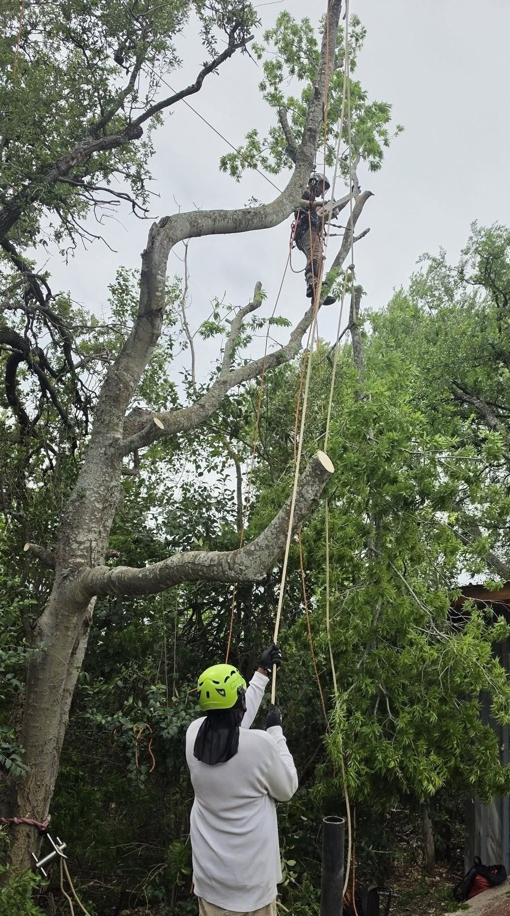 Person in white shirt trimming a tall tree branch with a pole saw in a leafy backyard.