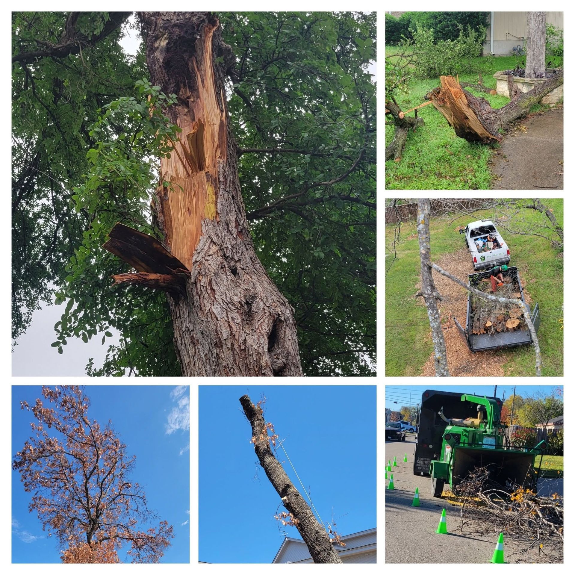 Tree split and damaged by storm, with fallen branches and tree service equipment nearby