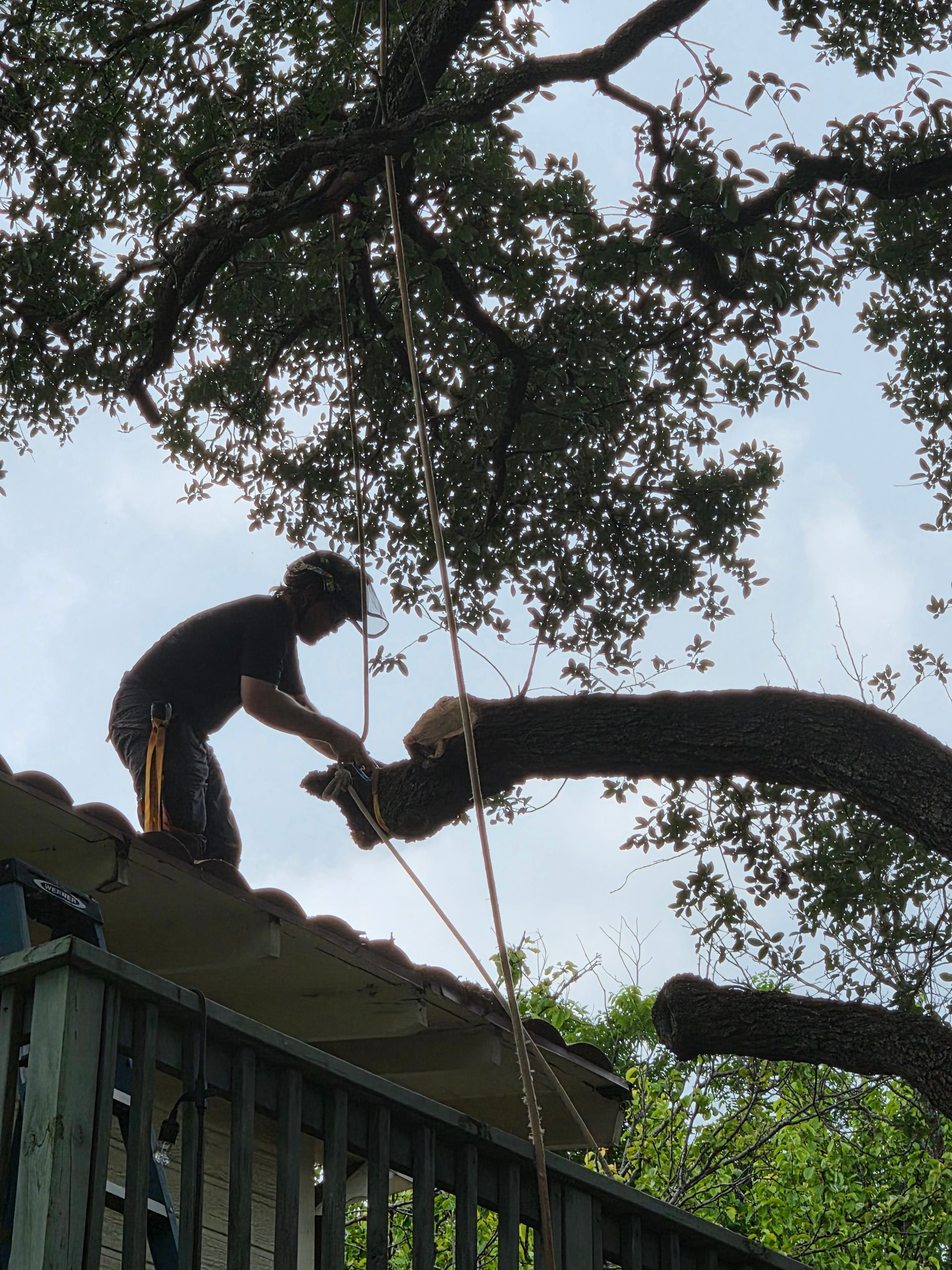 Silhouetted worker trimming a tree branch above a rooftop with a chainsaw