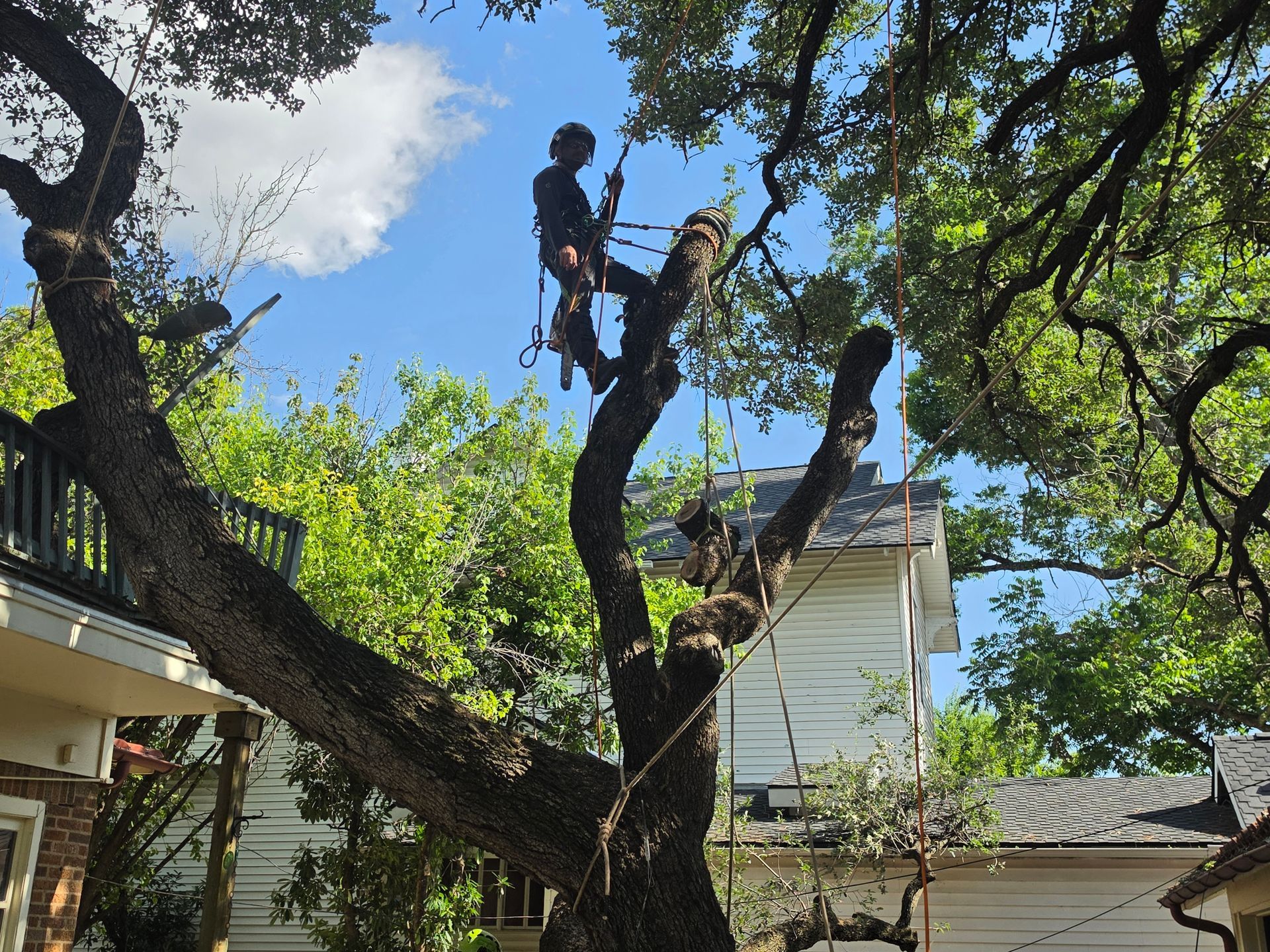 Tree worker in safety gear trimming a large oak beside a house on a sunny day.