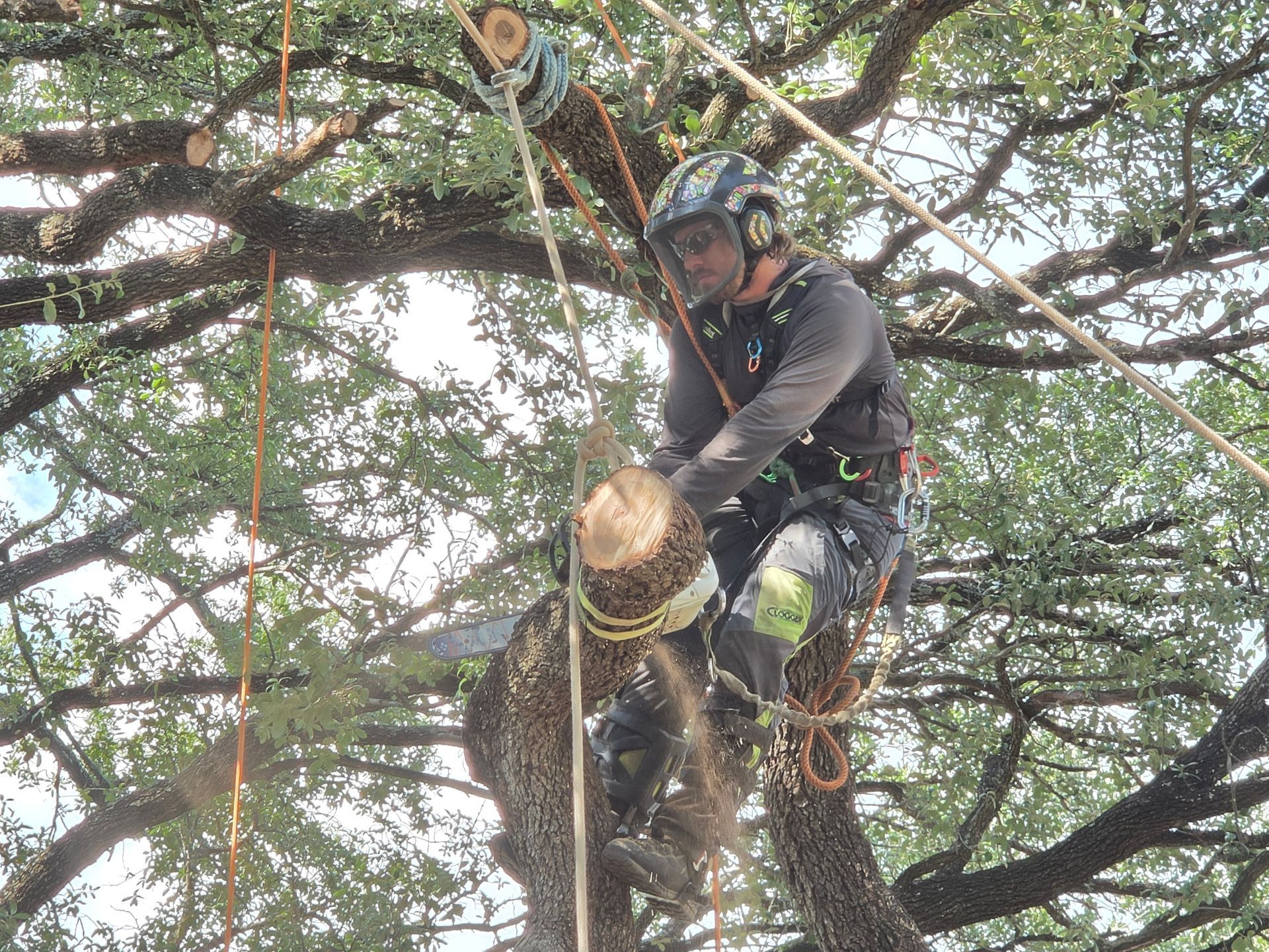 Tree climber suspended in a harness, pruning branches high in a leafy tree with ropes and gear