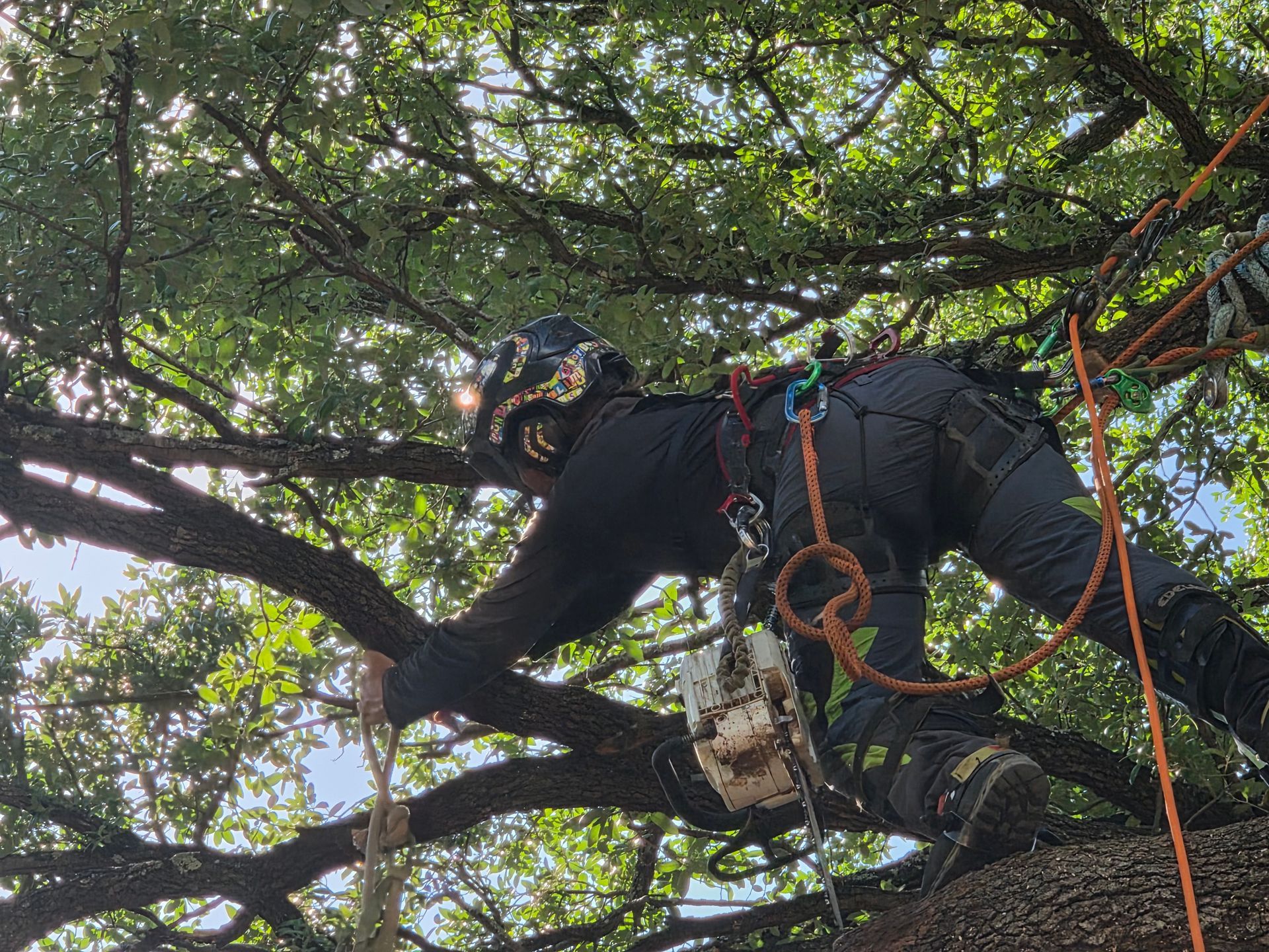 Arborist in a tree, wearing a helmet and harness while trimming branches with ropes