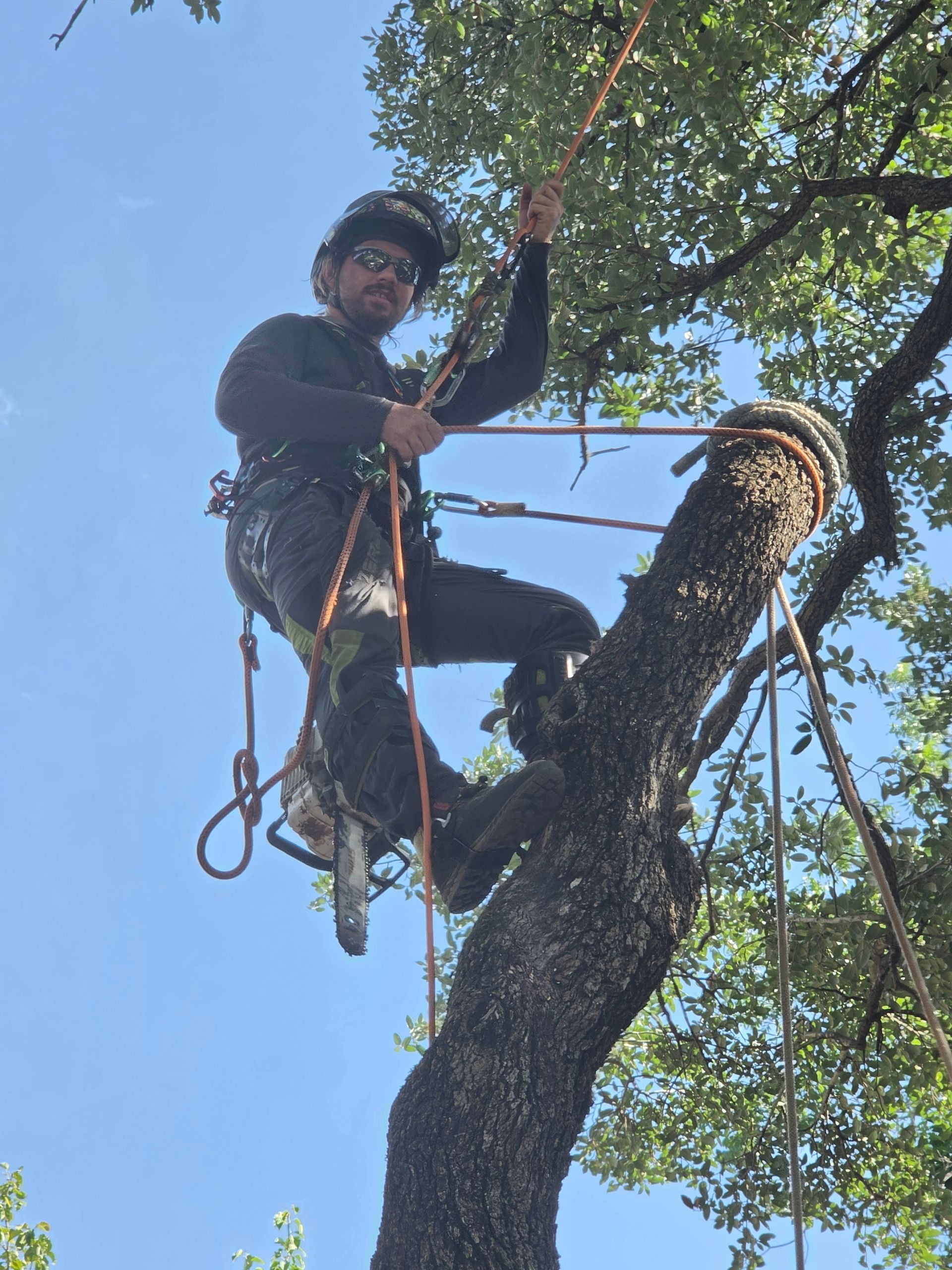 Tree worker climbing with ropes and harness on a large tree against a blue sky