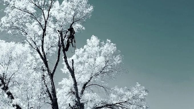 Snow-covered tree branches against a pale blue sky