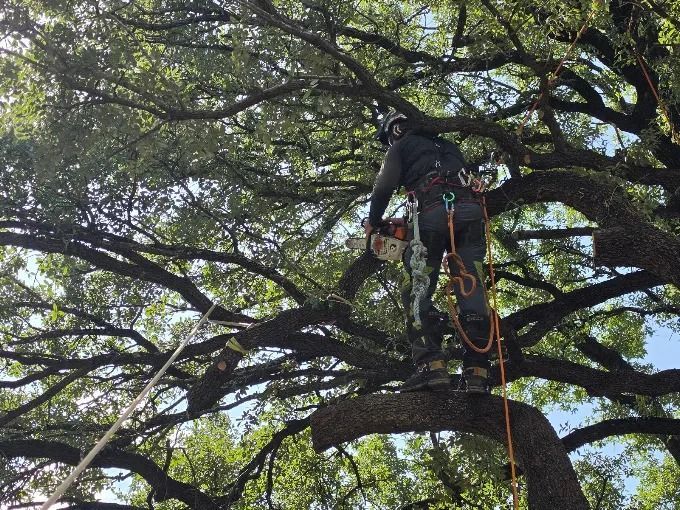 Arborist in a tree among dense green branches, secured with ropes and safety gear
