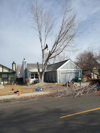 A yard with a large leafless tree, a gray shed, and debris beside a road.