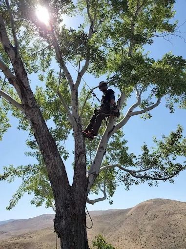 Worker in a tree using climbing gear, with sunlit branches and a dry hillside in the background.