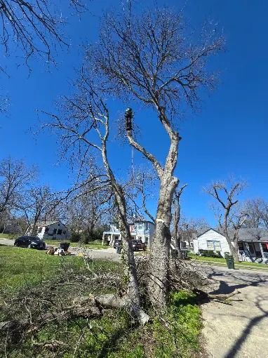 Leafless tree by a dirt path under a bright blue sky in a suburban yard