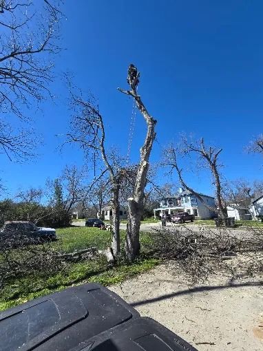 Storm-damaged tree in a sunny residential yard with a clear blue sky