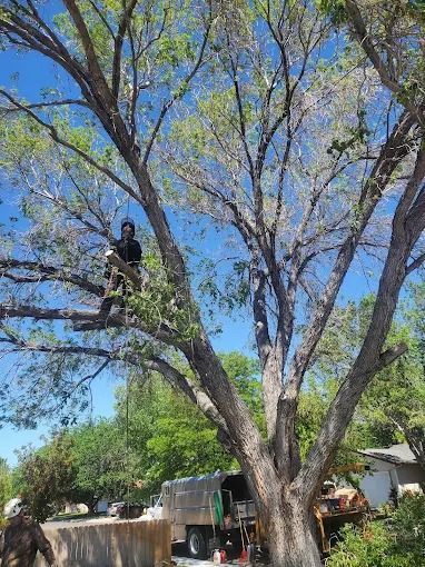 Person in a tree among green leaves under a blue sky, with a house and vehicles below.