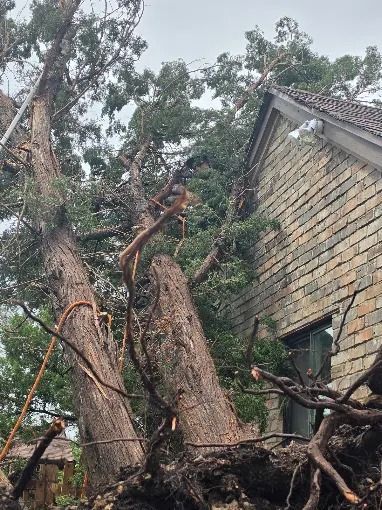 Uprooted tree leaning against a brick house after storm damage, with broken branches and debris nearby