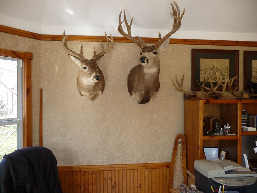 Two deer heads are mounted on a wall in a room
