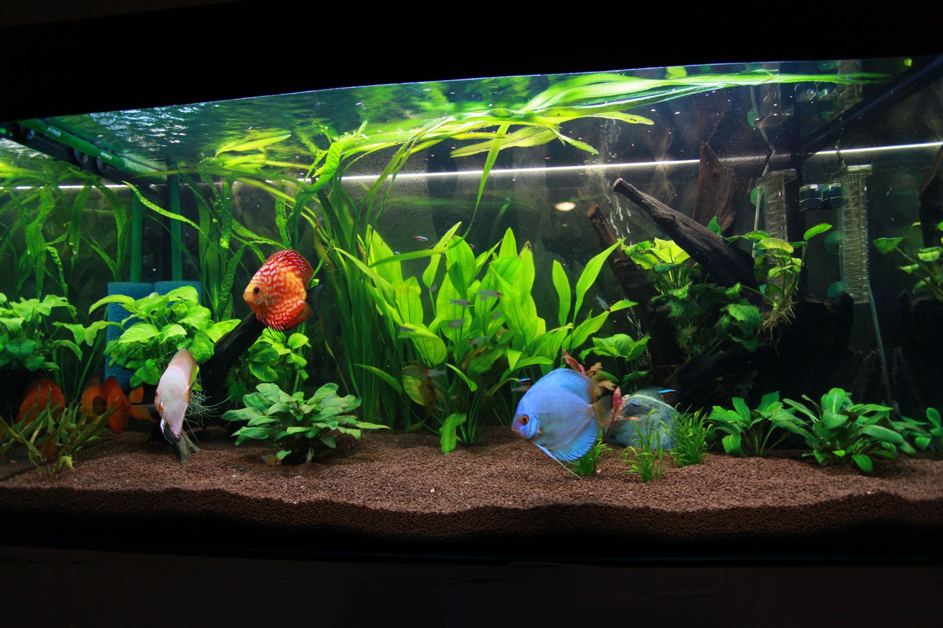 local custom aquariums
