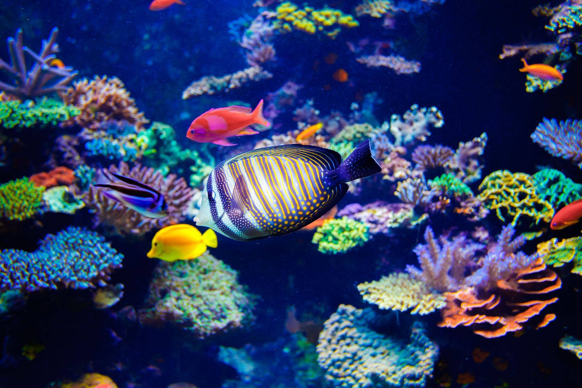 custom aquariums