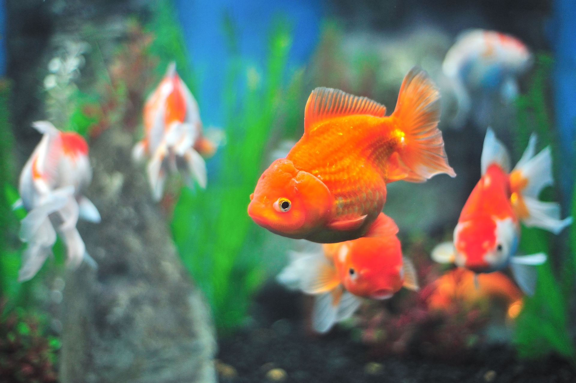 local aquarium services