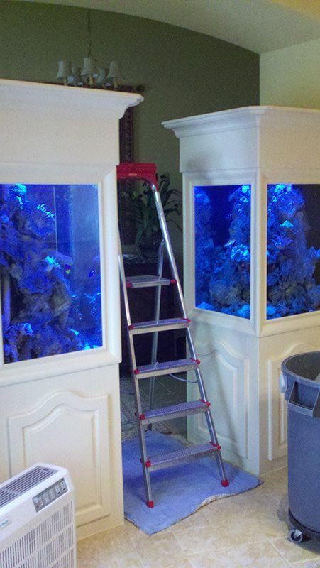 Two large aquariums built into a wall, a ladder leans between them.