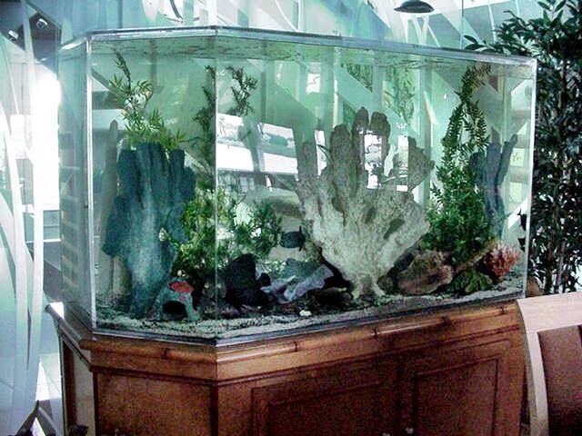Large aquarium on a wooden cabinet, decorated with plants and driftwood.