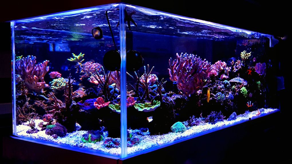 Sea Clear Reefs and Aquariums LLC