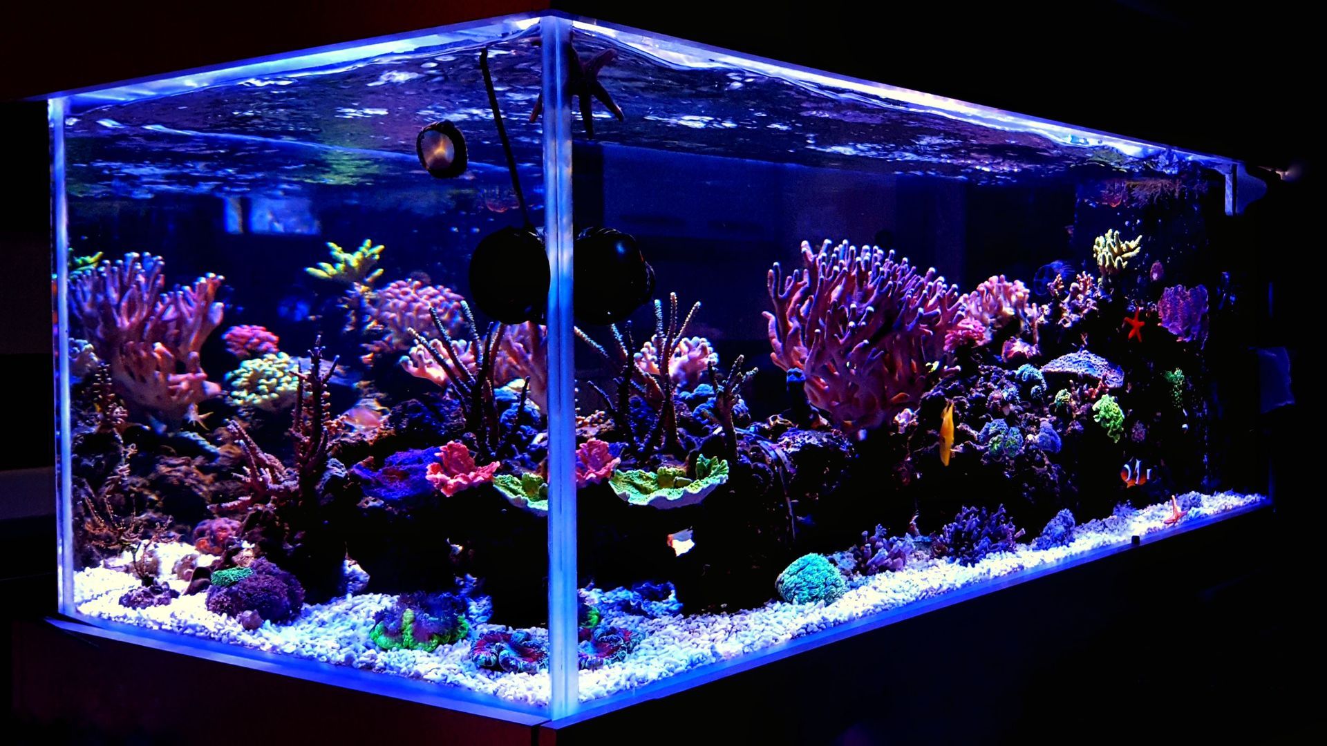 Sea Clear Reefs and Aquariums LLC