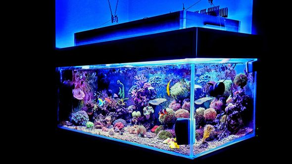 Sea Clear Reefs and Aquariums LLC