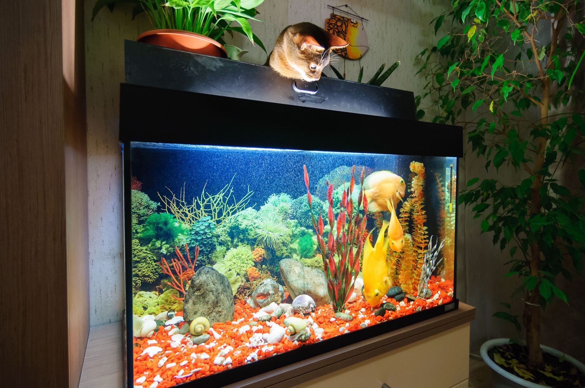 Sea Clear Reefs and Aquariums LLC