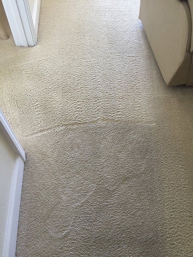 Dynamic Steam Carpet Cleaners Tile Cleaning St. Petersburg