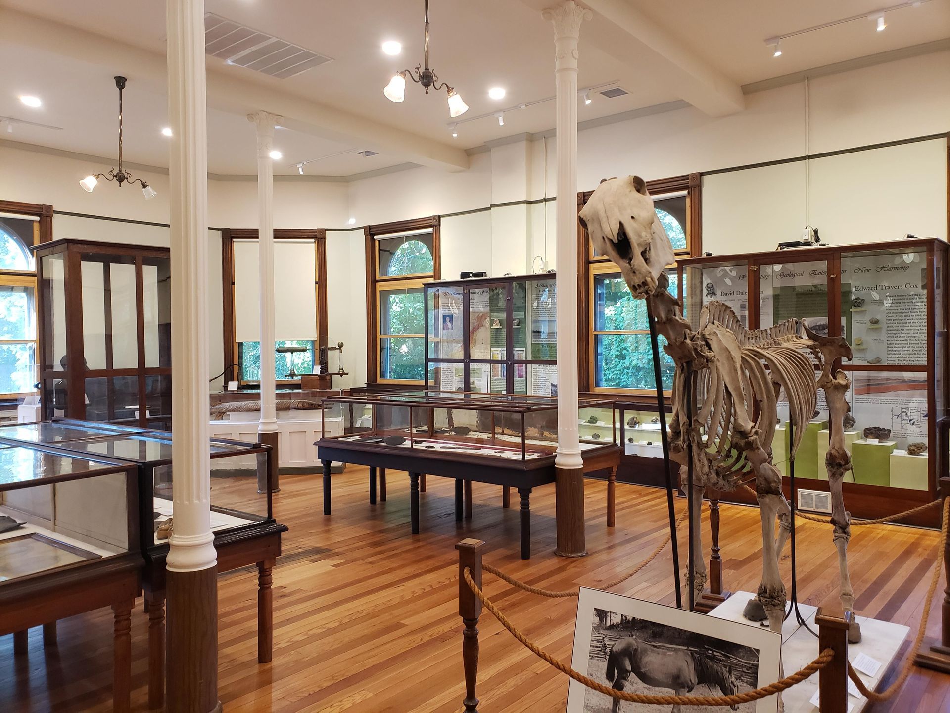 Museum exhibit room with glass display cases, wooden floors, and a large animal skeleton.