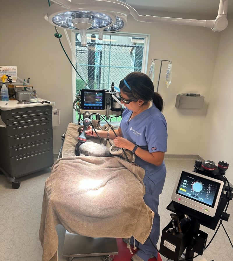 A woman in scrubs is working on a dog in an operating room