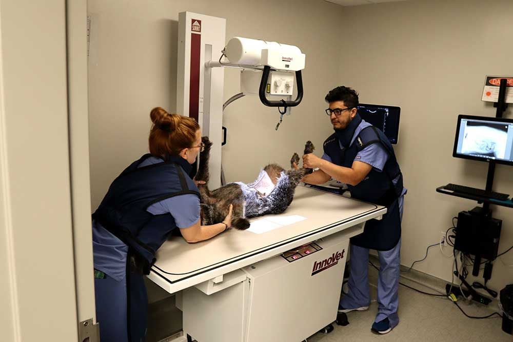 A man and a woman are taking an x-ray of a dog.