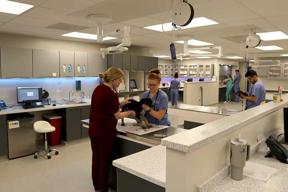 Two nurses are examining a dog in a veterinary clinic.