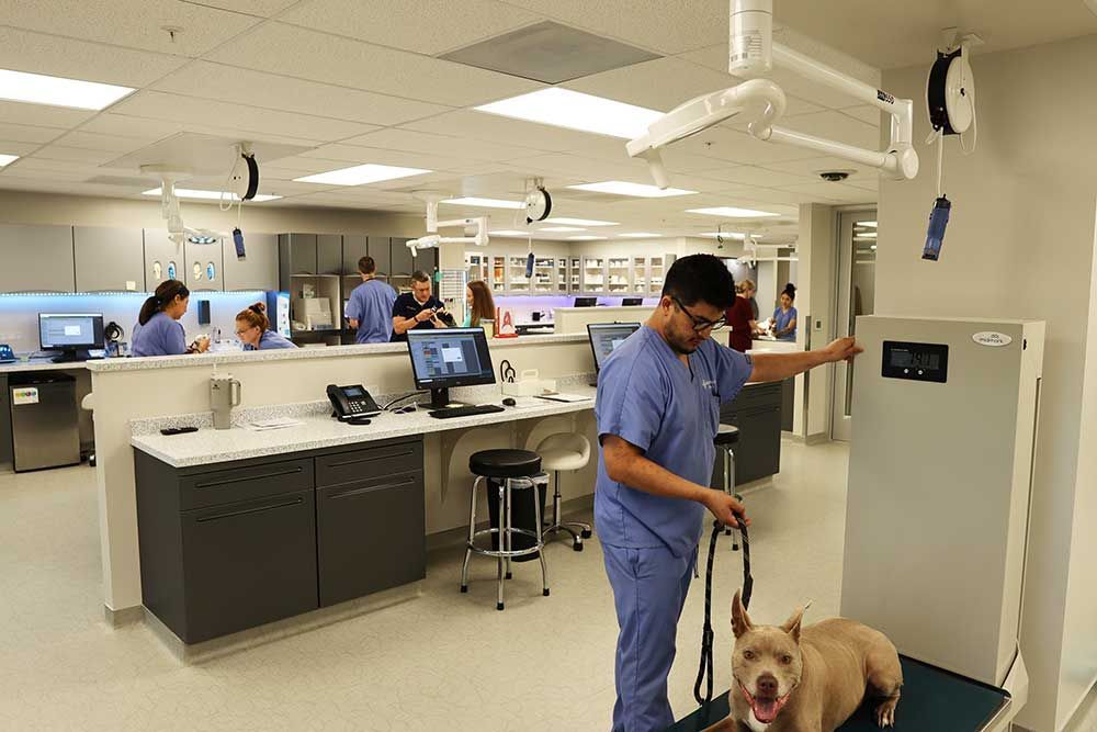 A man is standing next to a dog on a leash in a veterinary clinic.