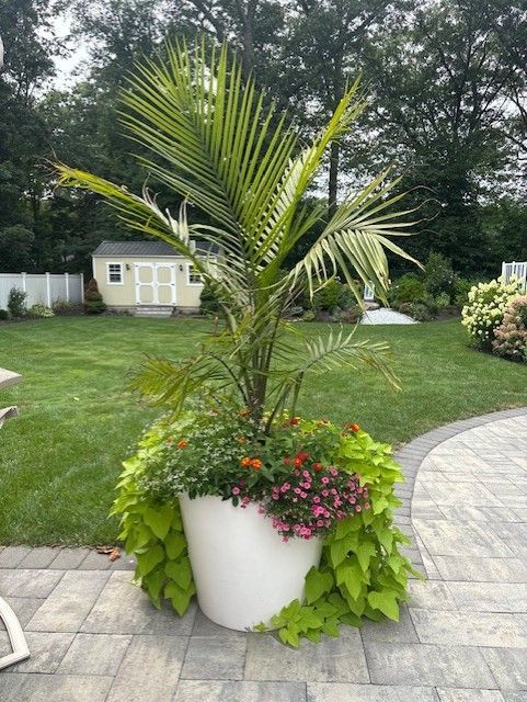 A white planter on a patio holds a palm tree, surrounded by green and flowering plants, set against a grassy yard and trees.