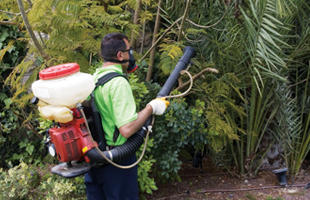 A man spraying the trees