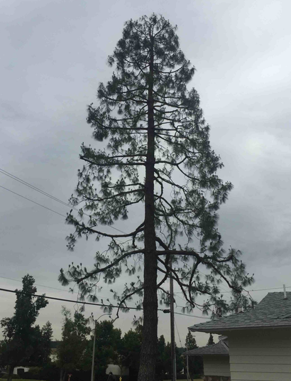 Elenes Tree Service Fresno Ca All information about Service