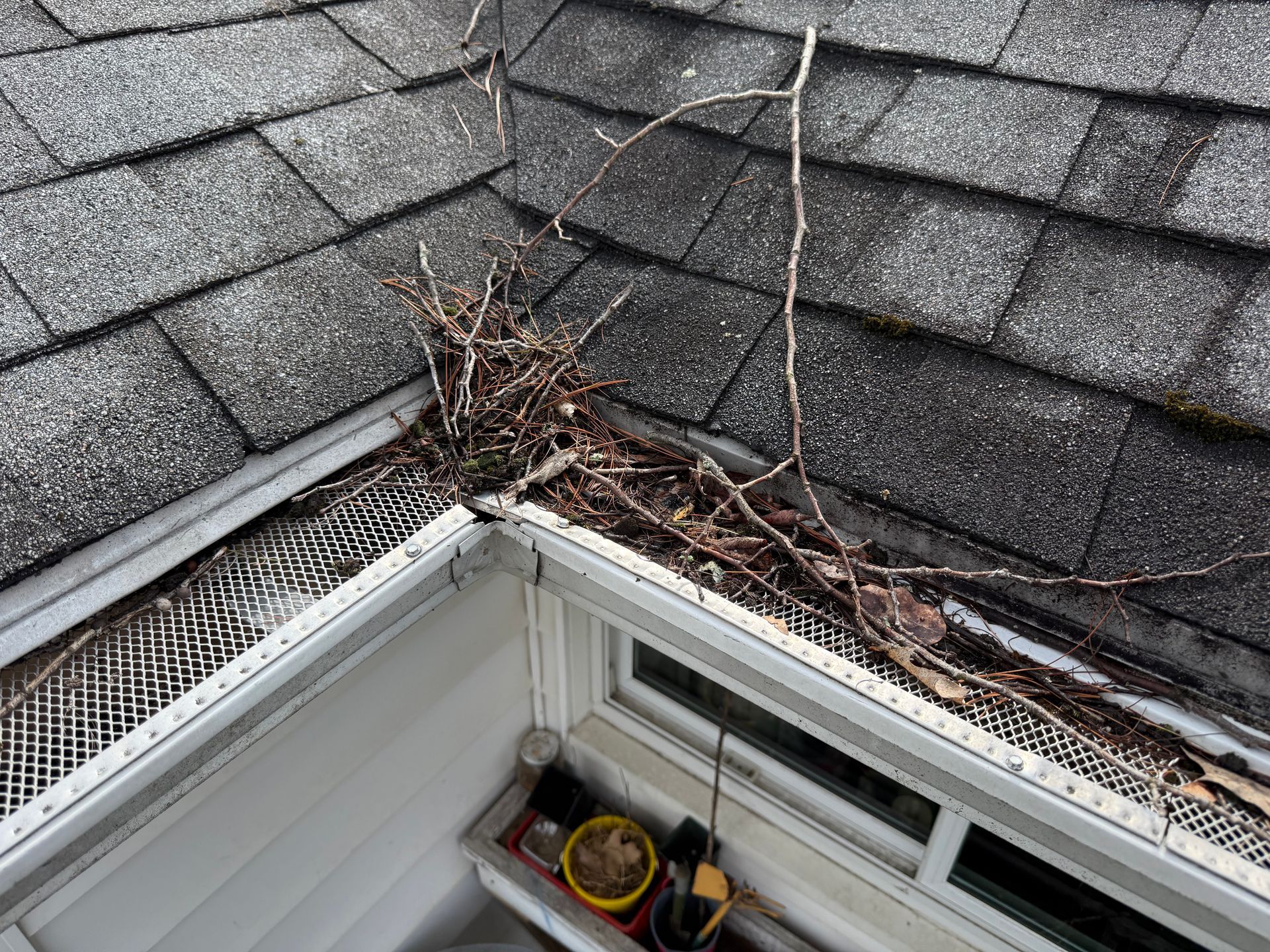 Debris and twigs piled in a roof gutter beside gray shingles above a white window.