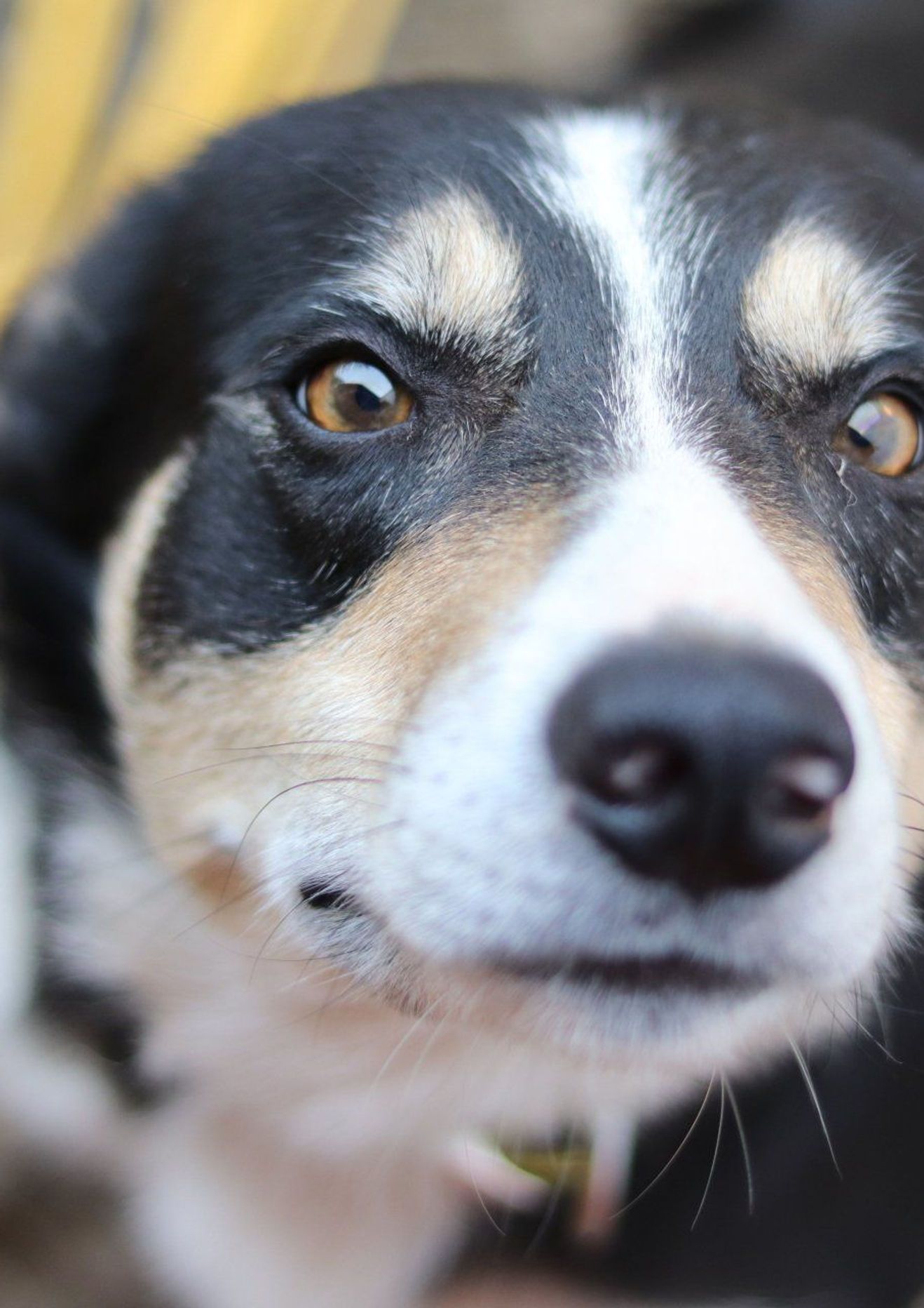 Dog training service