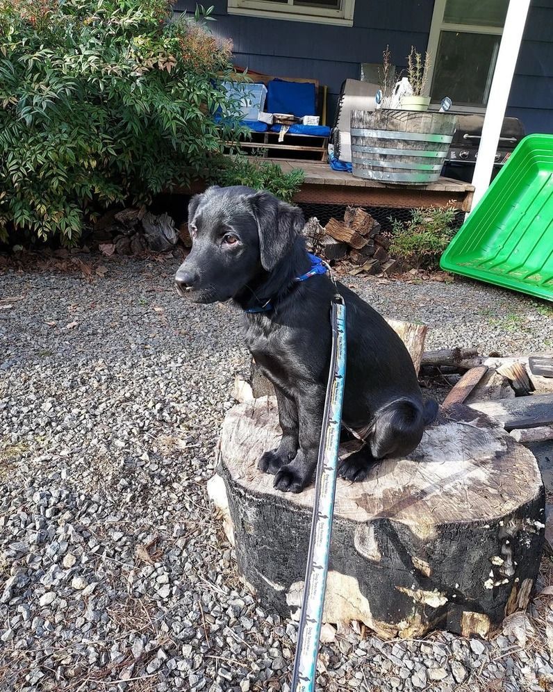 Dog training service