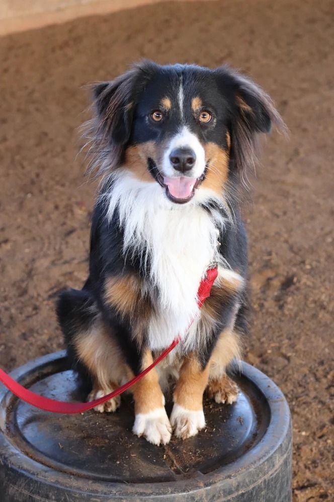 Dog training service