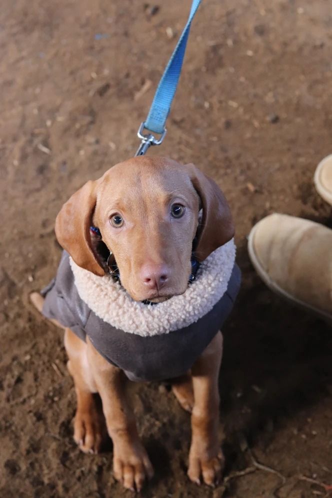 Dog training service