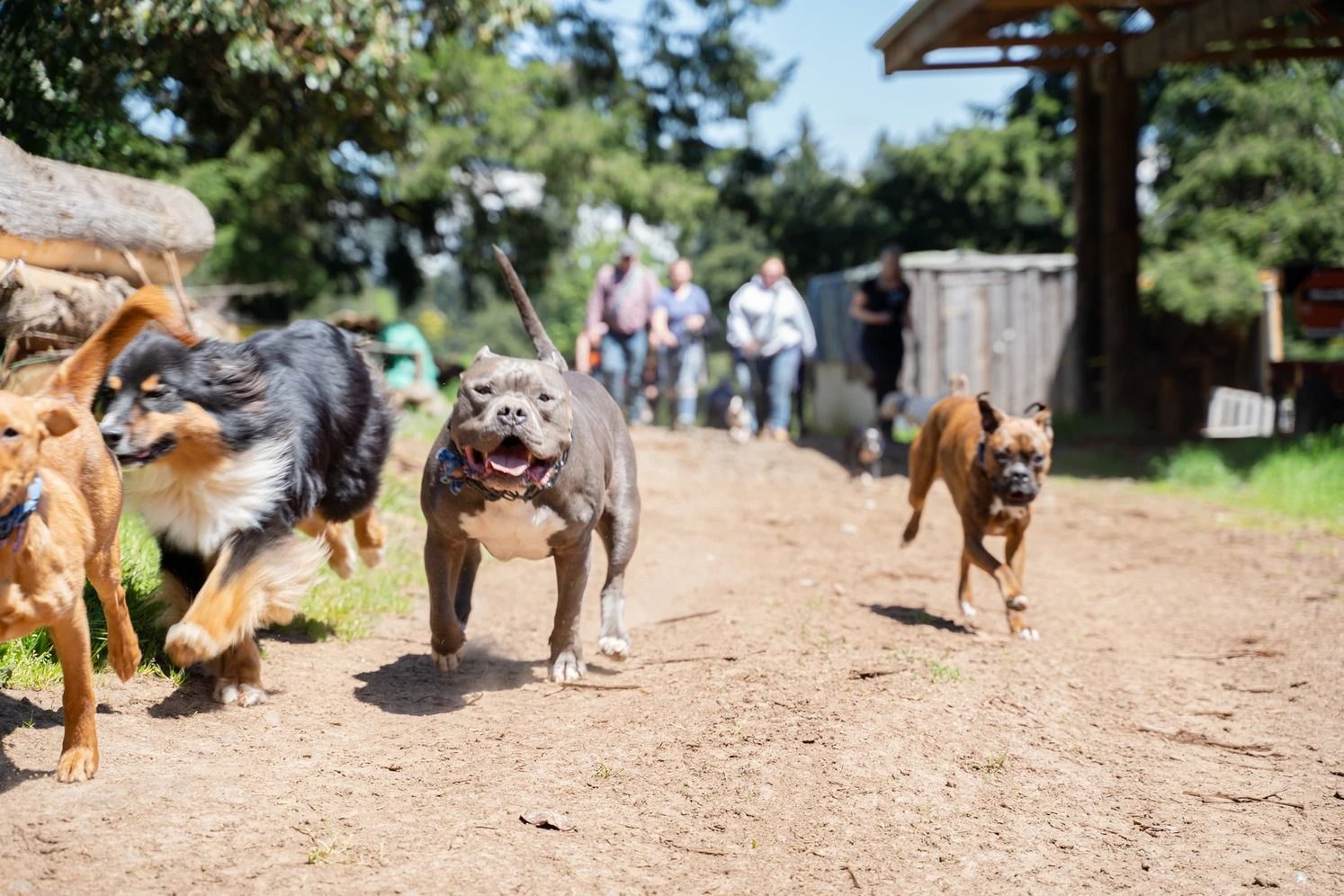 Dog training service