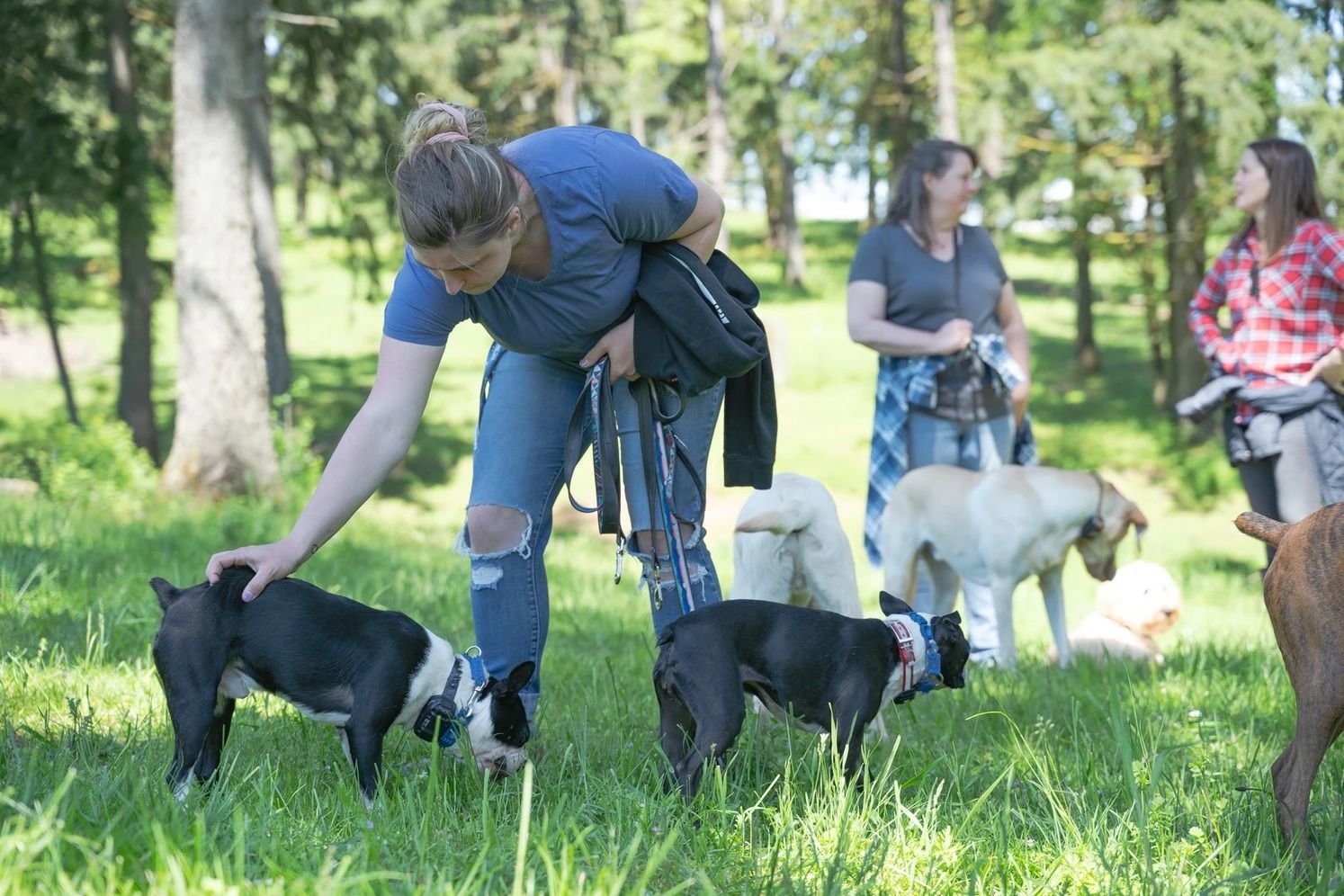Dog training service