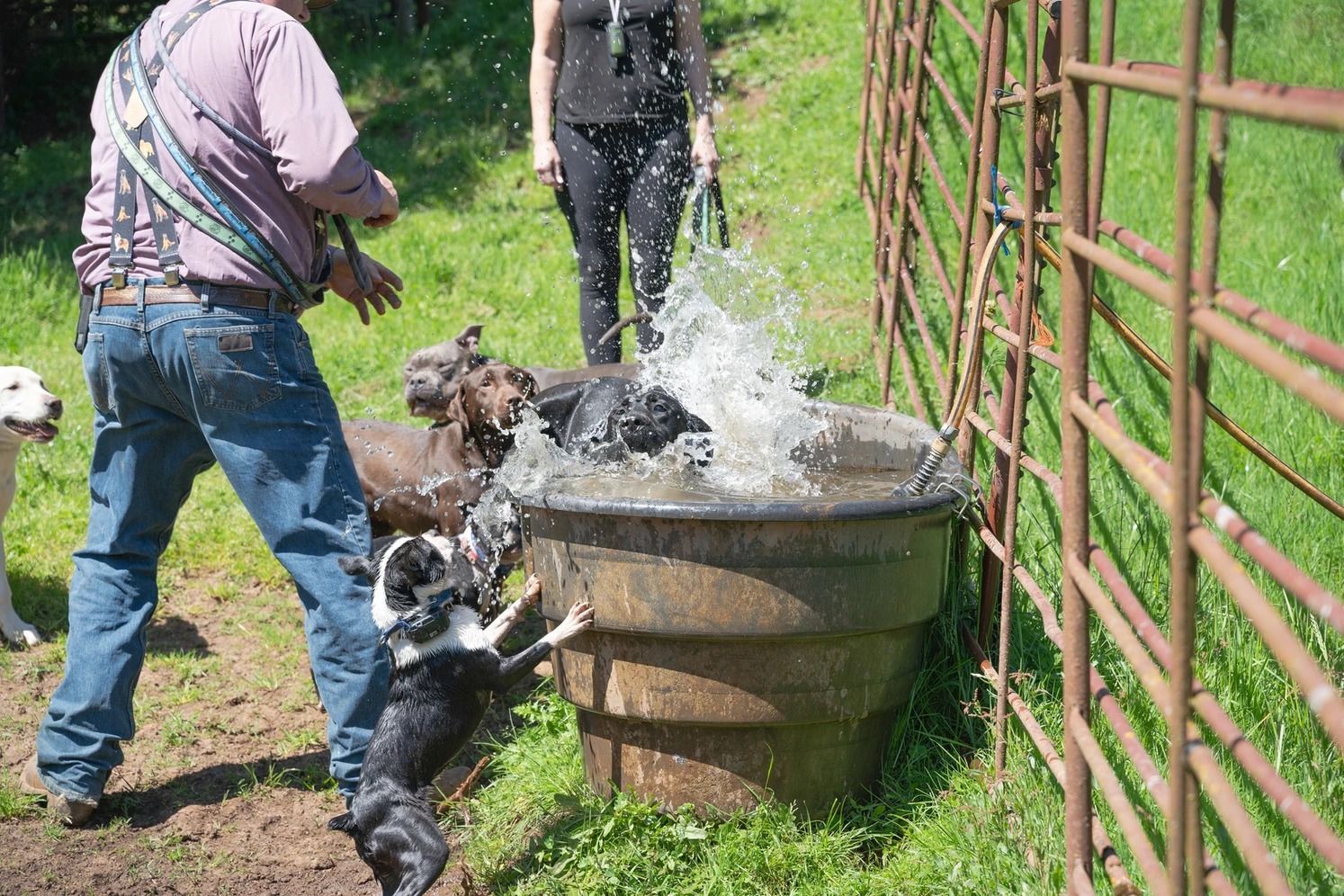Dog training service