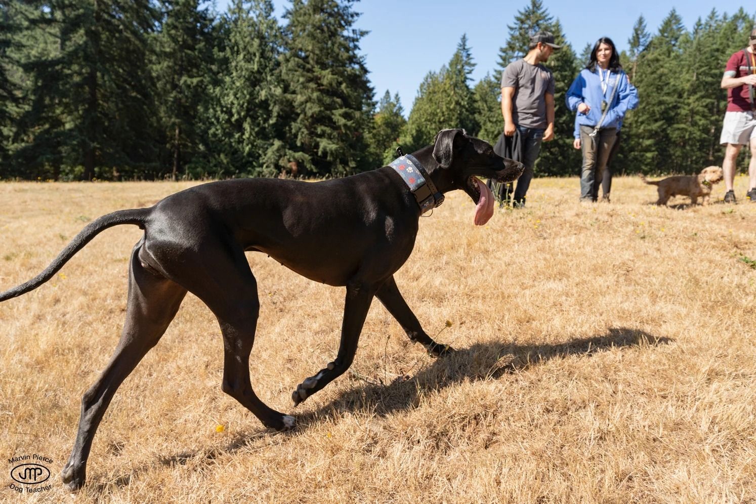Dog training service