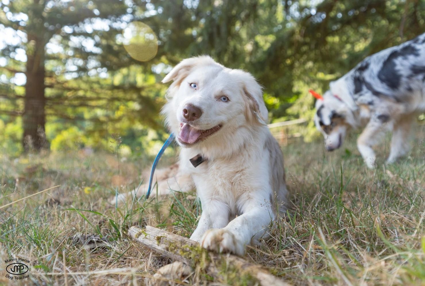 Dog training service