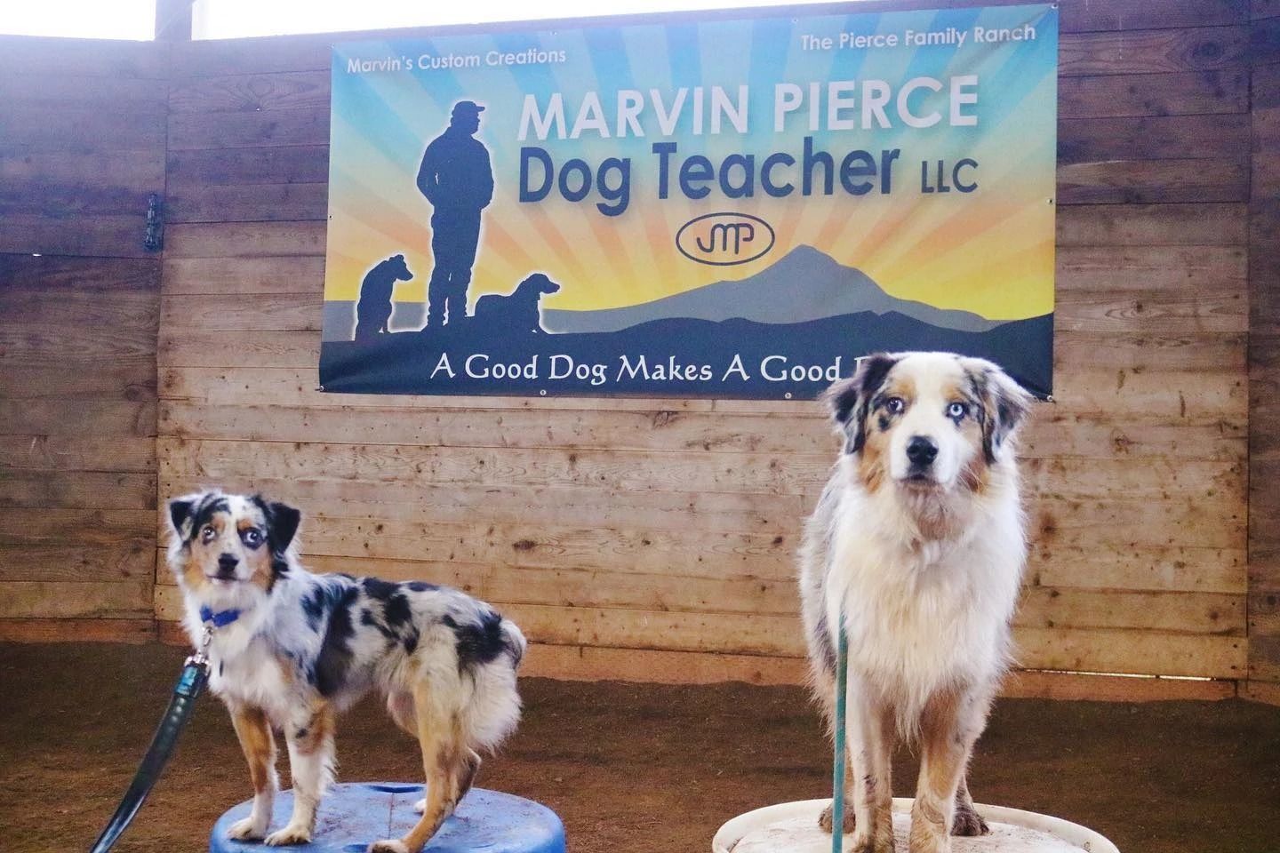Dog training service