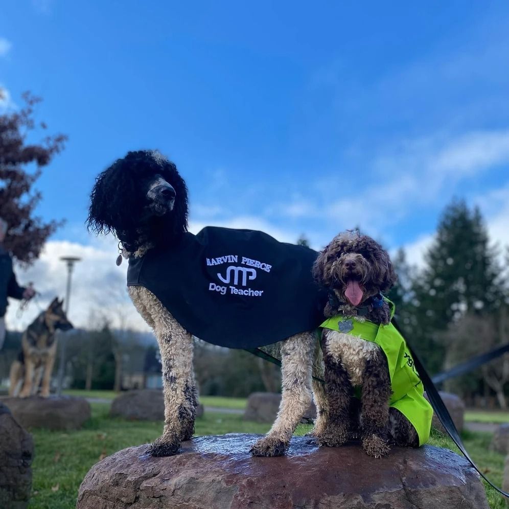 Dog training service