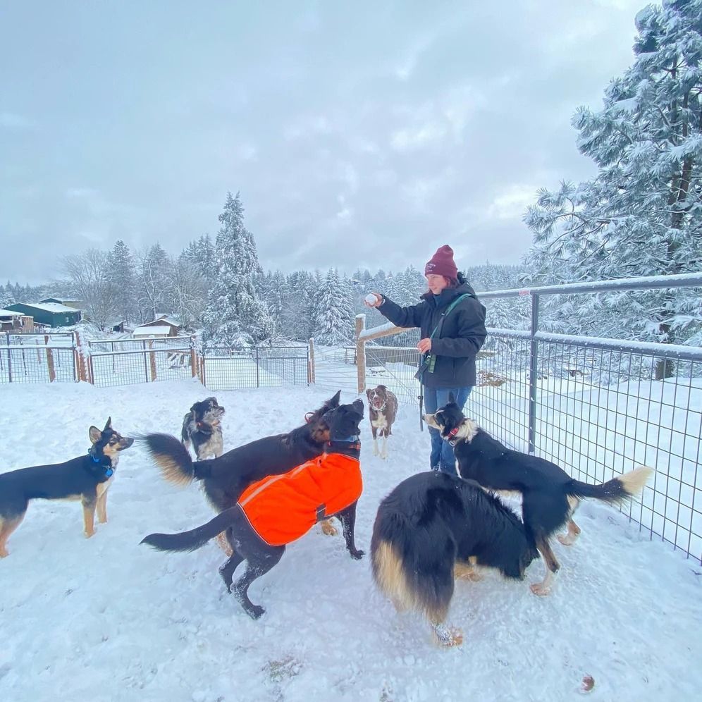 Dog training service